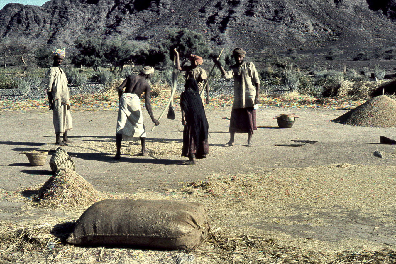 1960 - Threshing near Nizwa - ScanOman199