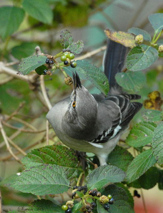 08Winter_1386_Mockingbird.jpg