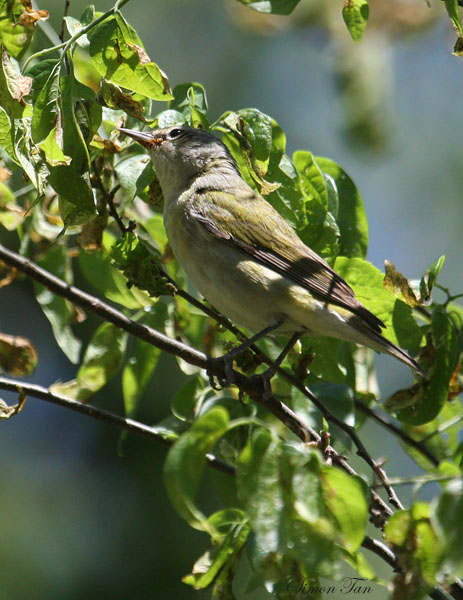 2010Mgrtn_1820-Tennessee-Warbler.jpg