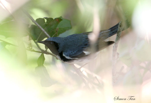 2010Mgrtn_1860-Black-throated-Blue-Warbler.jpg