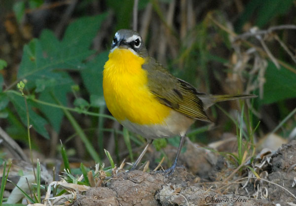 2010Mgrtn_2010-Yellow-breasted-Chat.jpg