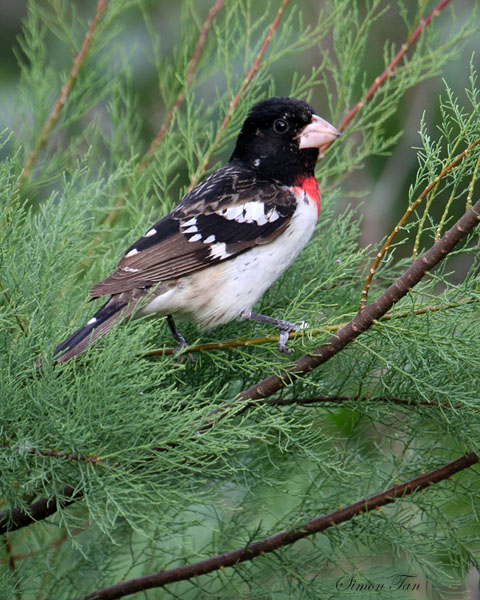 2010Mgrtn_2025-Rose-breasted-Grosbeak.jpg