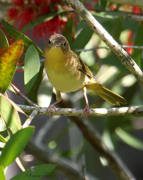 2010Mgrtn_2065-Common-Yellowthroat.jpg