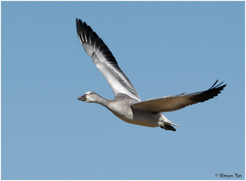 Bosque_187_SnowGoose.jpg