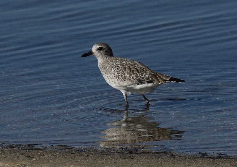 Grey Plover 4Apb.BA.JPG