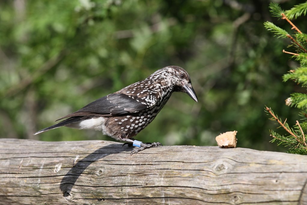 Poland Spotted Nutcracker.JPG