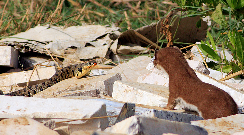 Donnola (Mustela nivalis)
