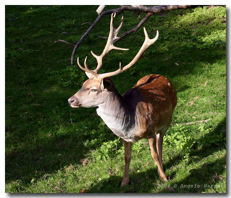 M cervo sika_1029.jpg