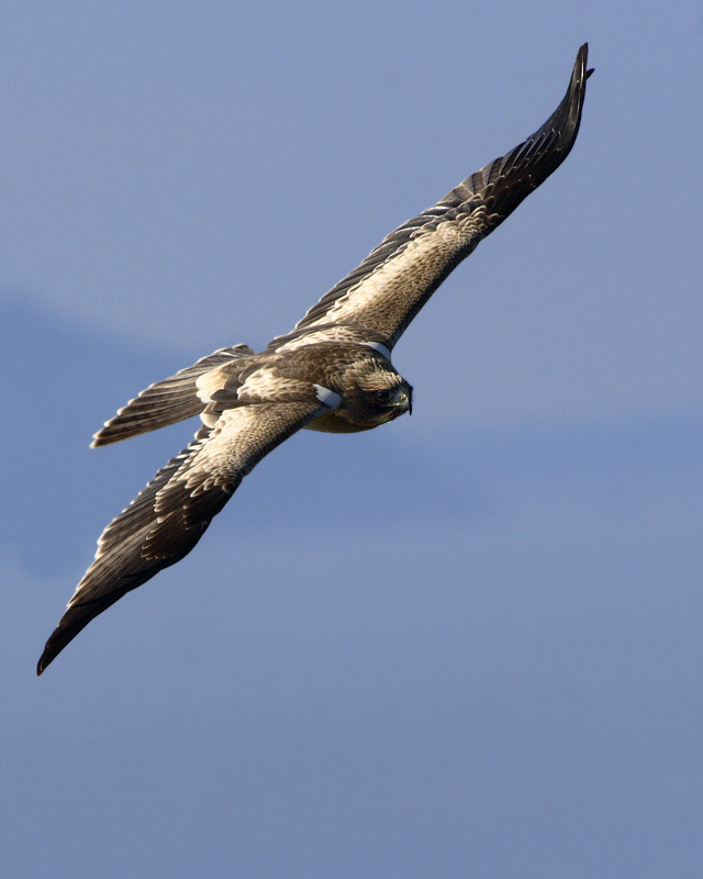 Aquila minore (Hieraetus pennatus)