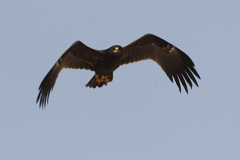 Aquila anatraia maggiore (Aquila clanga)