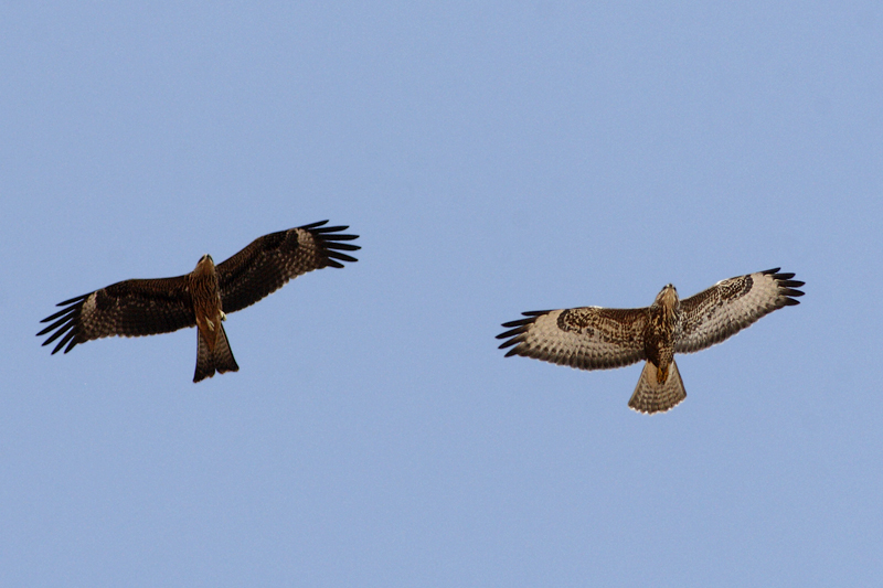 Nibbio bruno (Milvus migrans) & Poiana delle steppe (Buteo b. vulpinus)