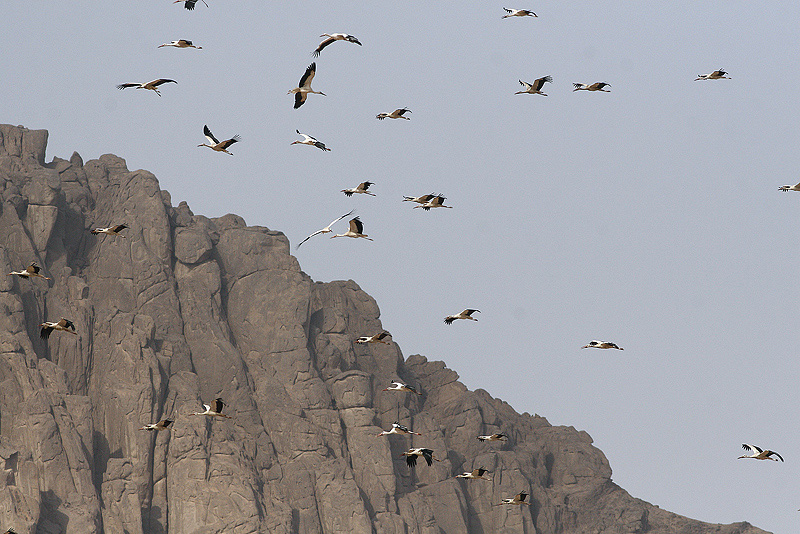 Cicogne bianche (Ciconia ciconia)