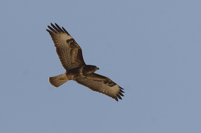 Poiana delle steppe (Buteo buteo vulpinus)