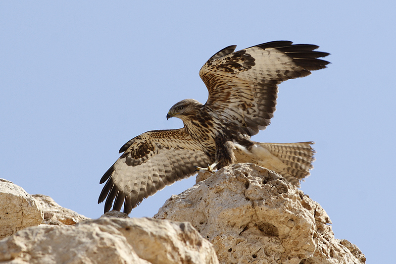 Poiana delle steppe (Buteo buteo vulpinus)