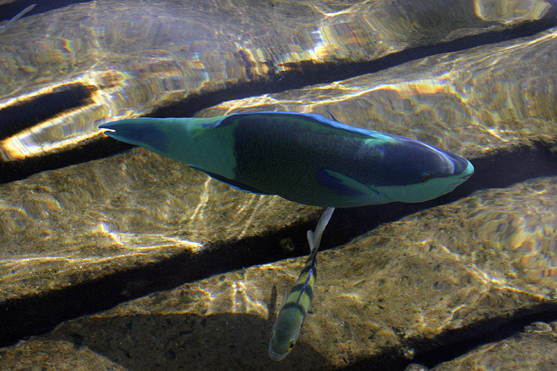 Parrot Fish