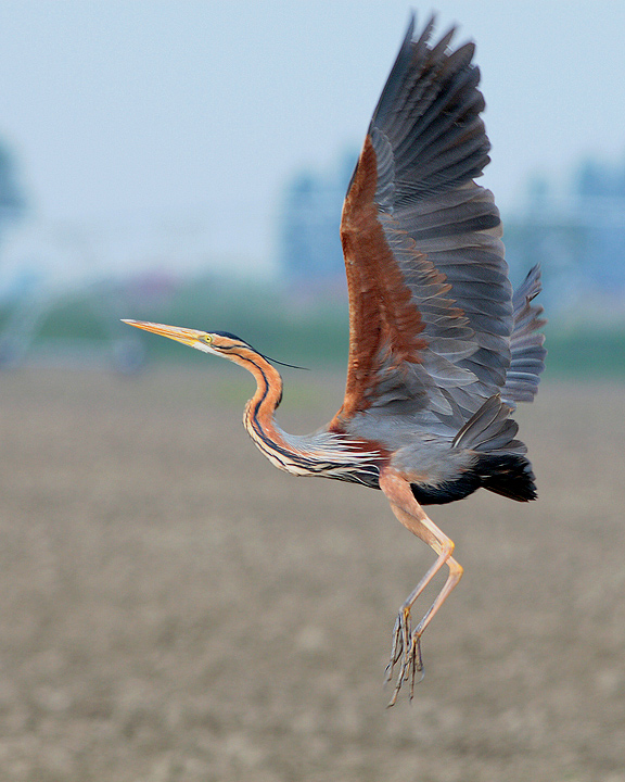 Airone rosso (Ardea purpurea)