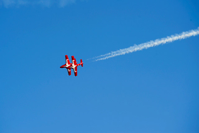 Snow Birds
