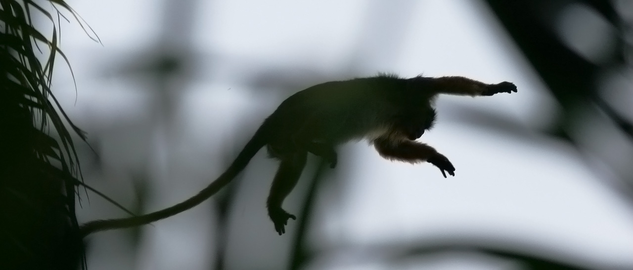 Western Red Colobus (Procolobus badius)  