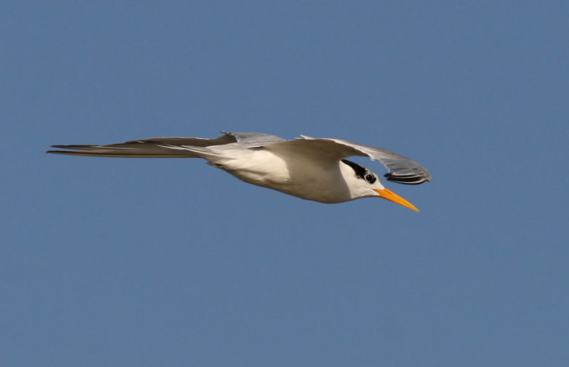 IMG_3025.bengal-tern-8.12.jpg