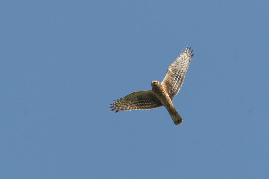 Hen Harrier, Circus cyaneus (Bl krrhk)