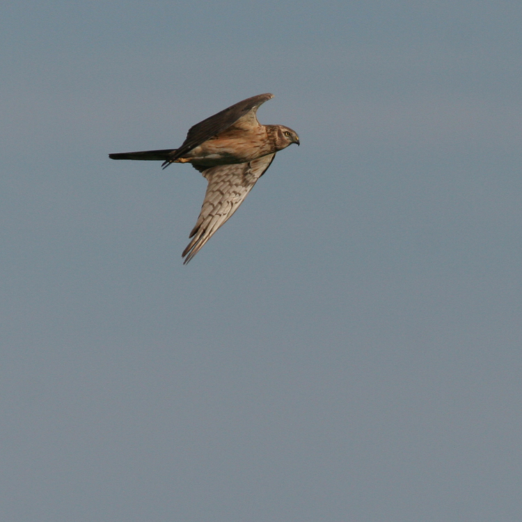 Montagues Harrier, Circus pygargus (ngshk)