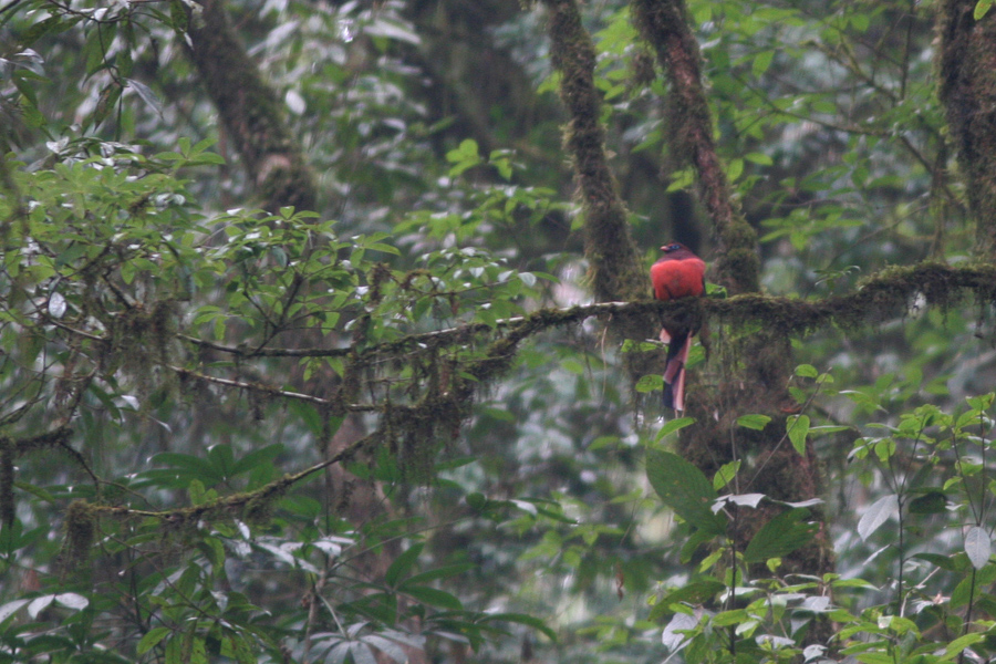 Wards Trogon, Harpactes wardi