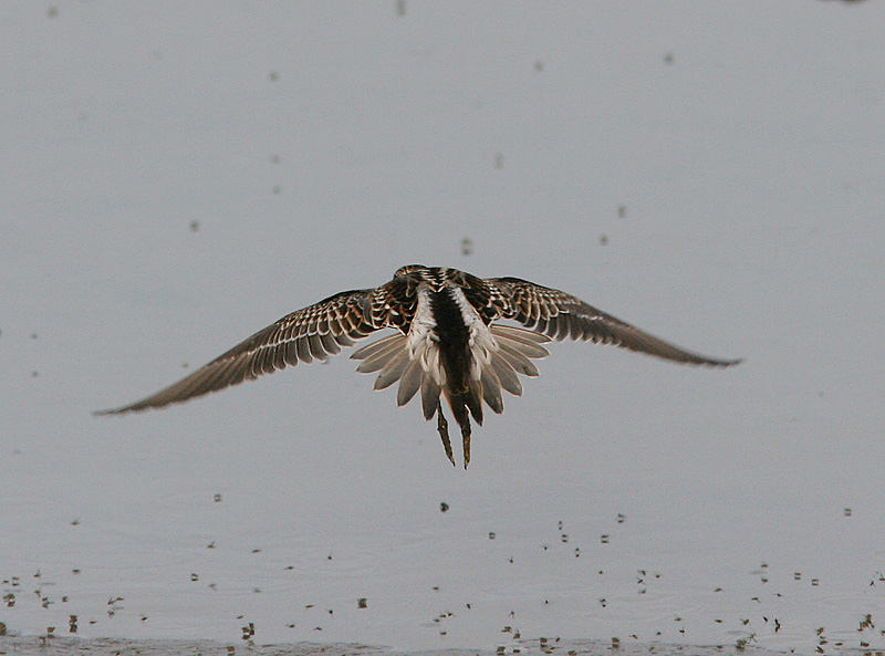 Pectoral Sandpiper, Tuvsnppa, Calidris melanotos