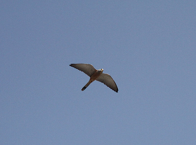 Lesser Kestrel, Rdfalk, Falco naumanni