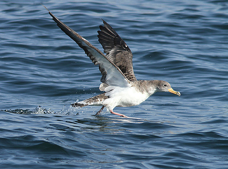 Corys Shearwater, Gulnbbad lira, Calonectris diomedea