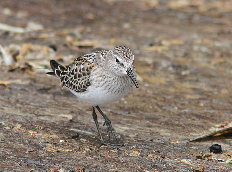 White-rumped Sandpiper, Vitgumpsnppa, Calidris fuscicollis