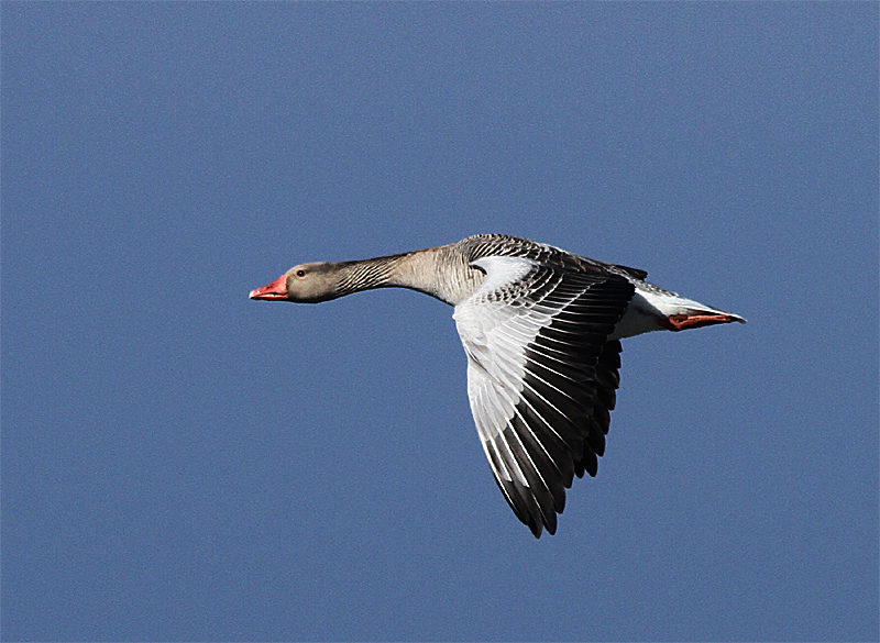 Greylag Goose, Grgs, Anser anser