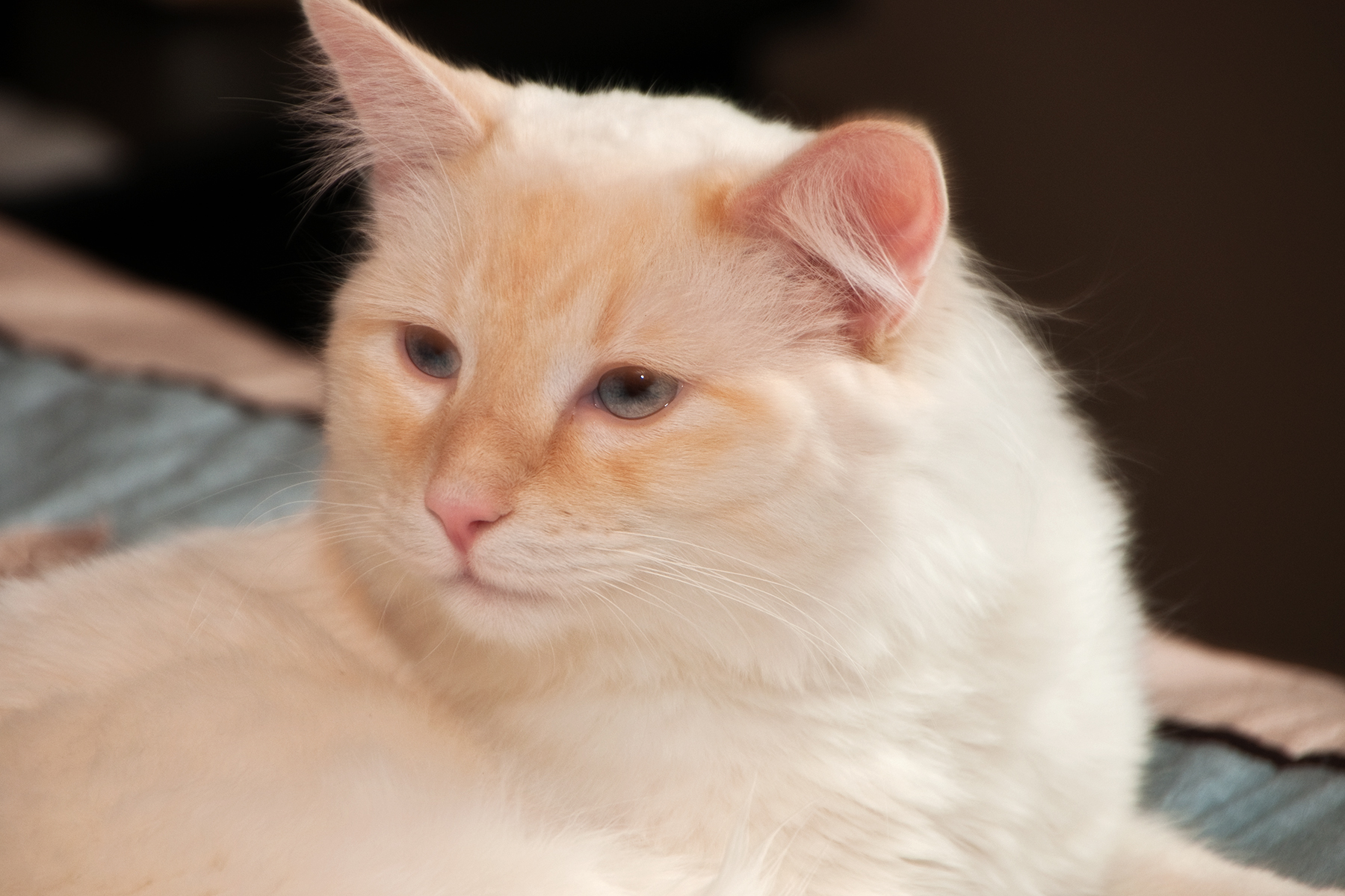 Feline