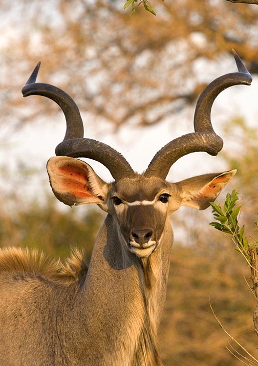 Kudu Bull