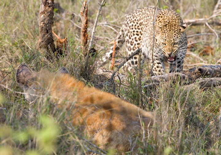 Leopard Hyena Confrontation 1