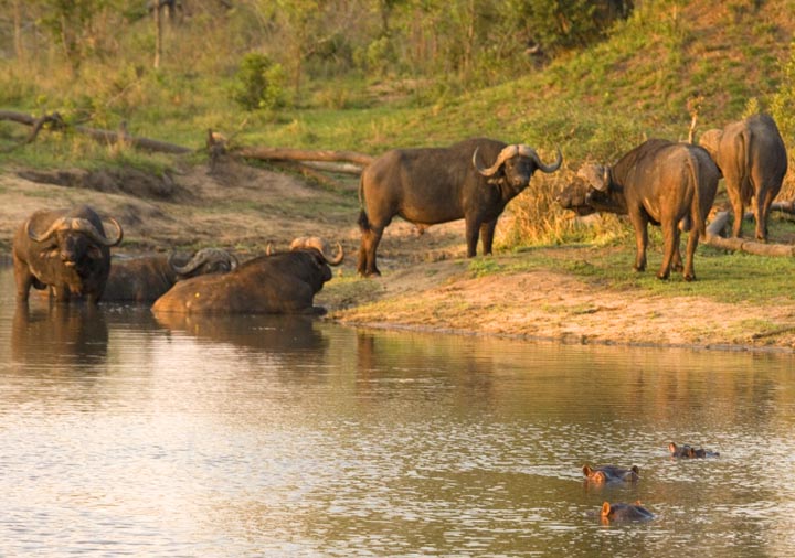 Bulls vs. Hippos - Standoff