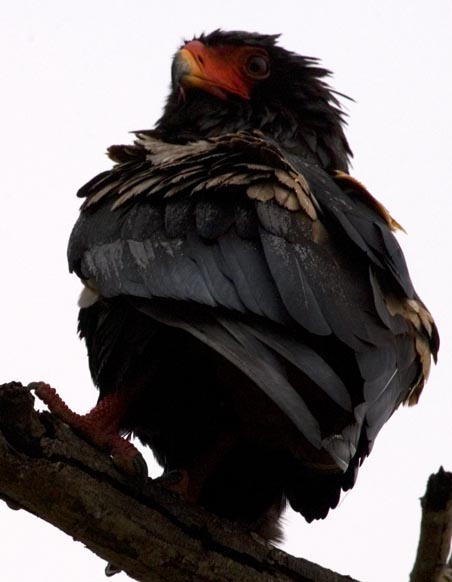 Bateleur Eagle (Terathopius Ecaudatus)