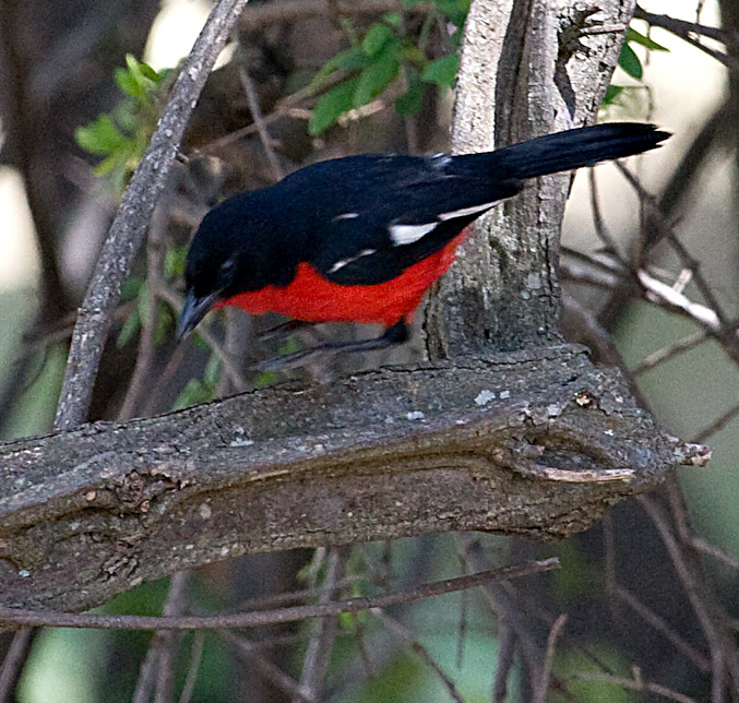 Crimson-breasted Shrike