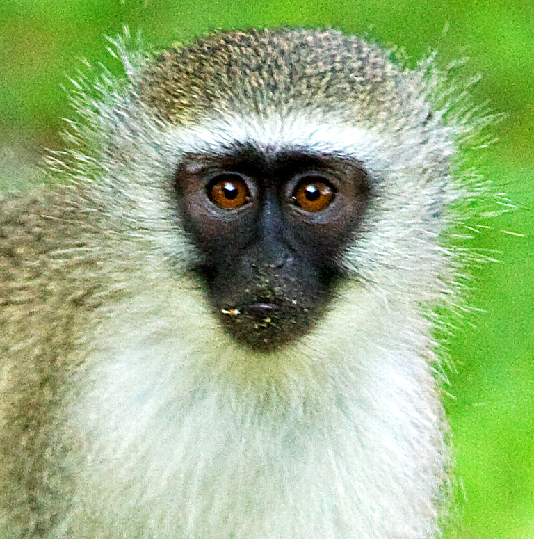Vervet Monkey - Juvenile