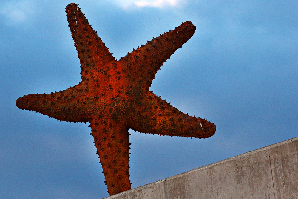 Dancing Starfish