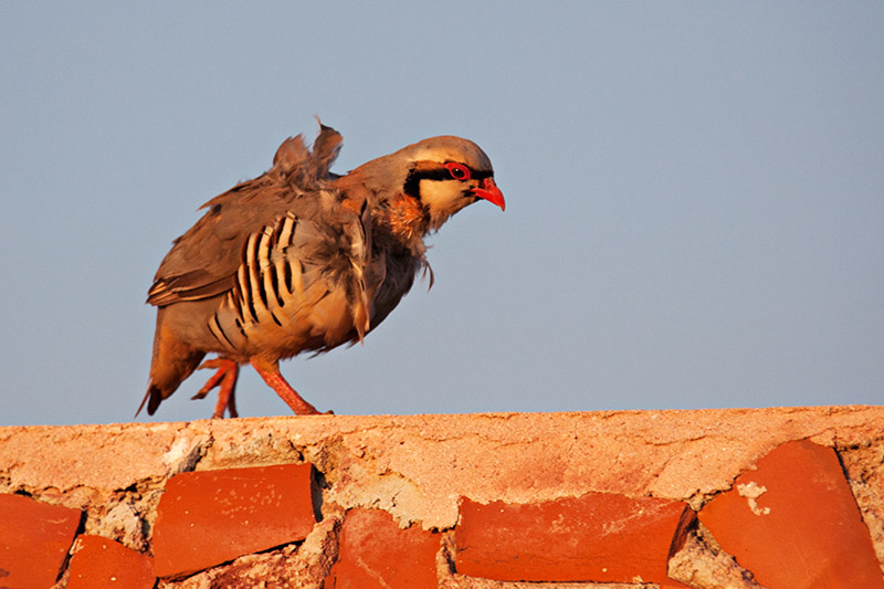 Byron's Partridge