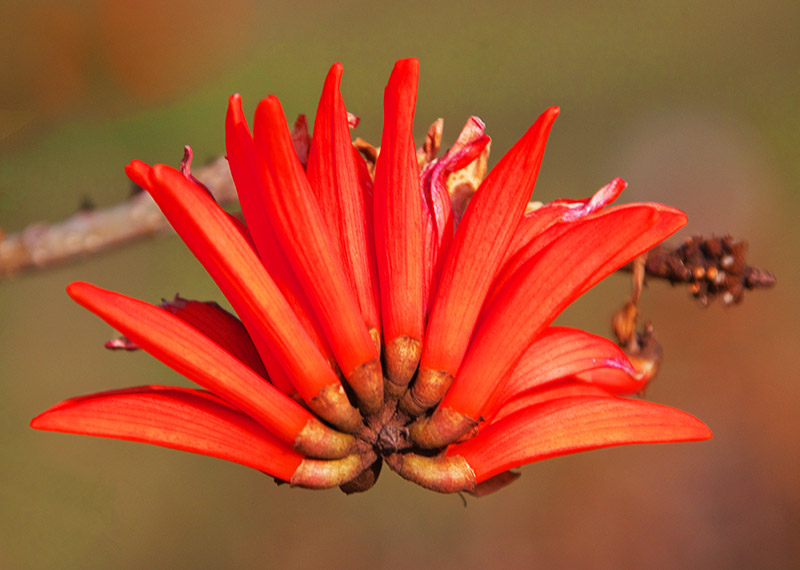 Coral Tree