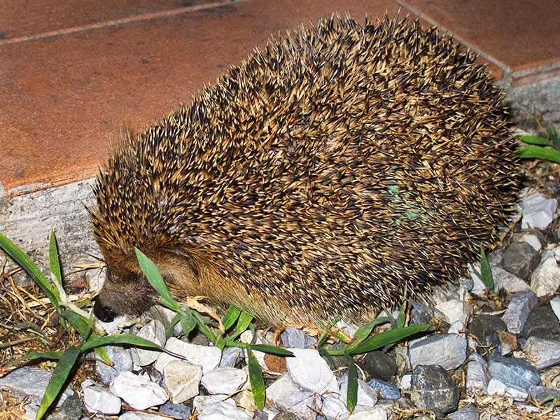 European Hedgehog (Erinaceus europaeus)