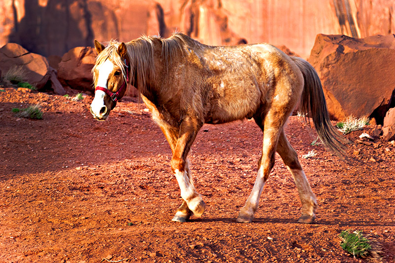 Navaho Horse