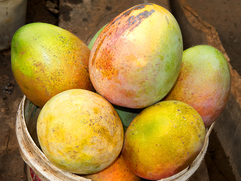 Bucketload of Mangoes