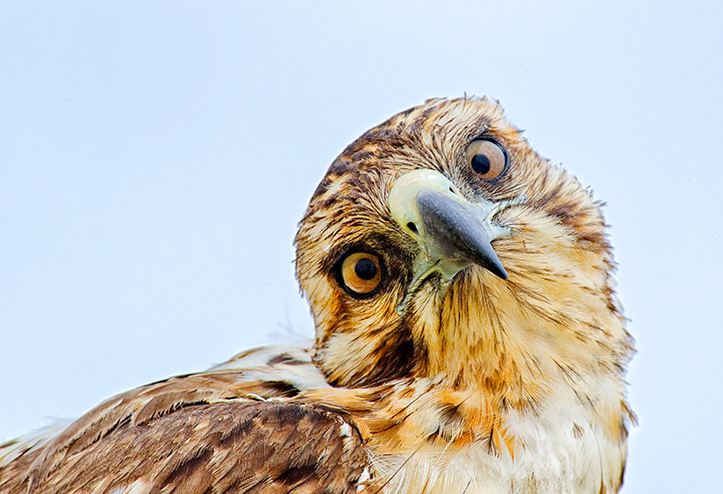 Galpagos Hawk (Buteo galapagoensis) 