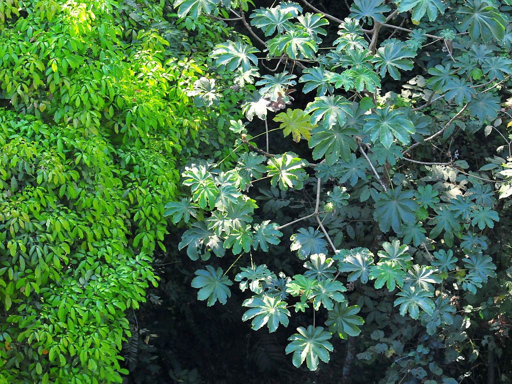 Villa Lapas foliage