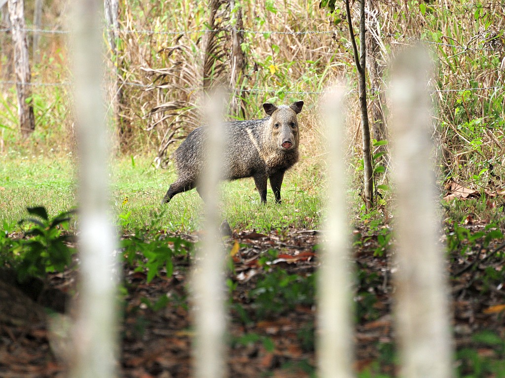 Collared Peccary