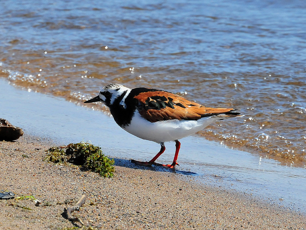 Ruddy turnstone.JPG