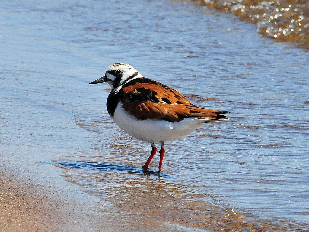 Ruddy turnstone2.JPG