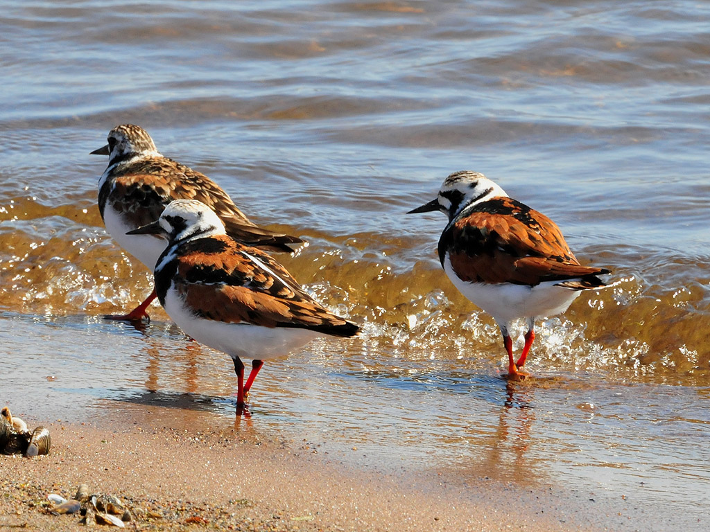 Ruddy turnstones2.JPG